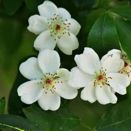 【青春语文·卢望军思想的芦苇】开到荼蘼花尽