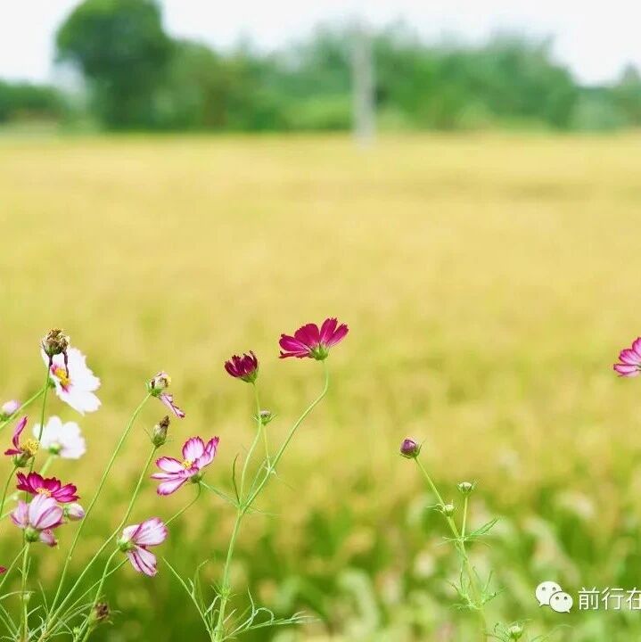 【青春语文·希娟专栏】温馨的回忆 沉重的叹息 ——“回忆性散文双重叙事视角探究”群文阅读课