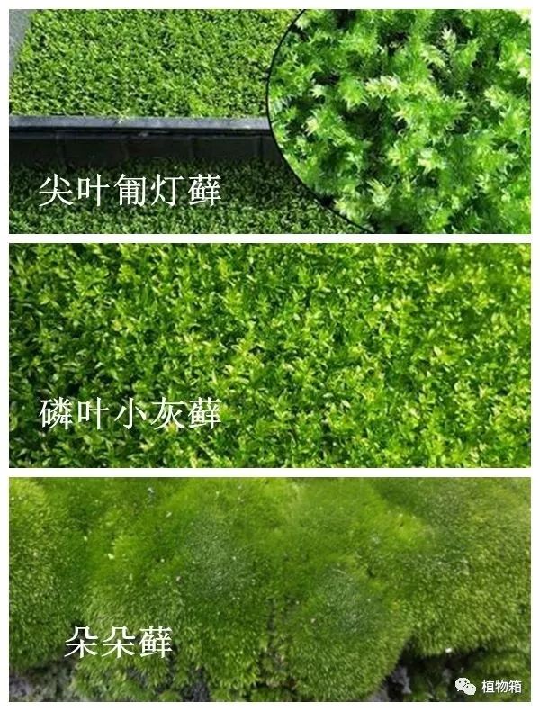 虎头鲨鱼缸造景壁纸_开孔的鱼缸怎么造景_海水鱼缸珊瑚造景图