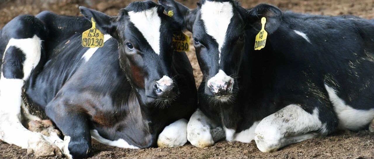 一个伊利、蒙牛都不敢接的盘，新希望与越秀为何入局竞购？