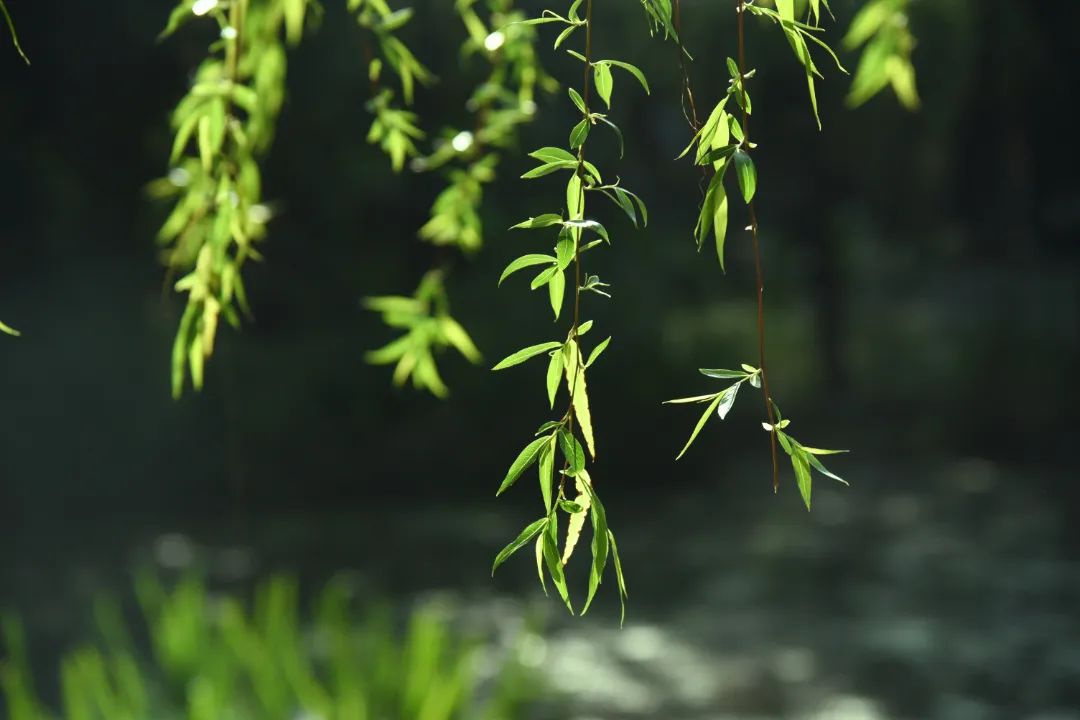 DSC_5980.jpg 图片