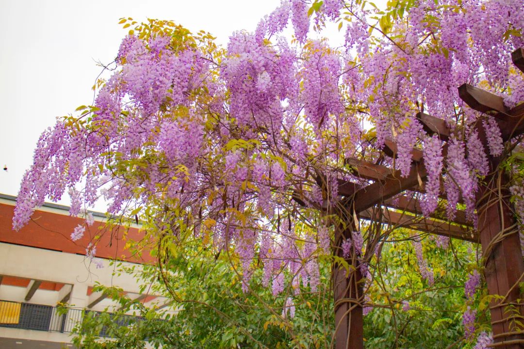 IMG_7225.jpg 图片