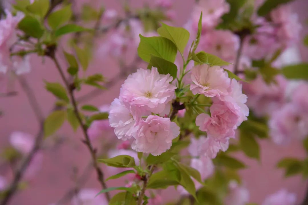 DSC_5966.jpg 图片
