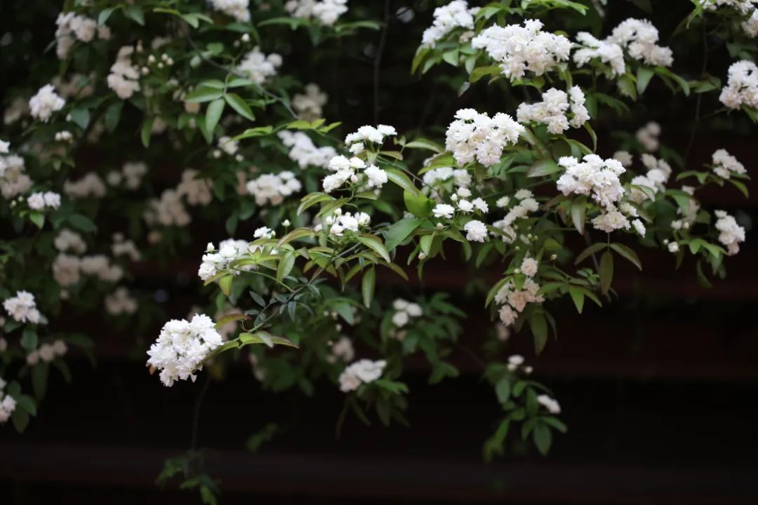 209A5894.JPG 图片