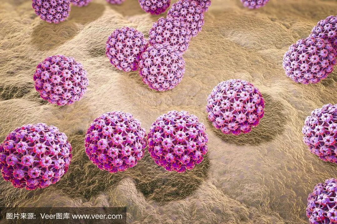 【医疗科普】了解hpv病毒系列1——什么是hpv病毒