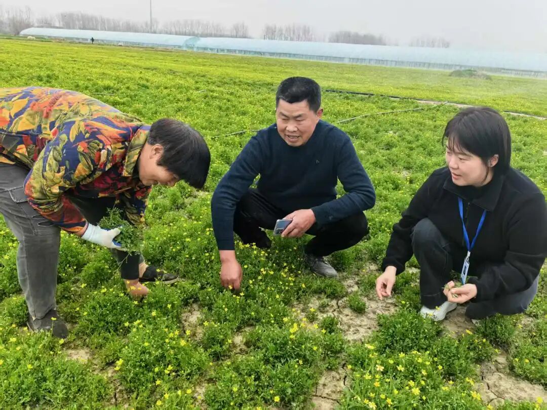 与猫爪草种植户谈心。国元保险安徽分公司供图
