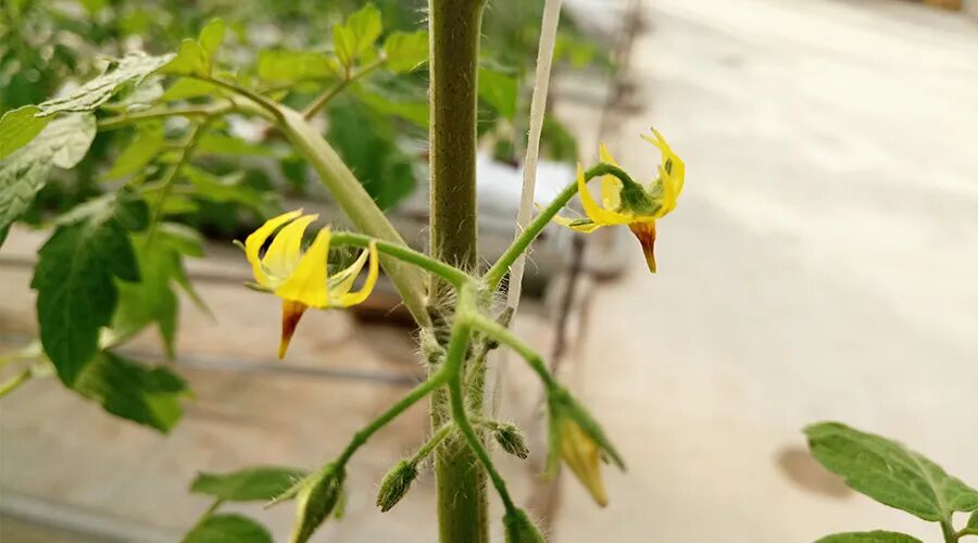 蜂博士,熊蜂,蜂博士熊蜂,蜂博士授粉熊蜂,蜂博士生物防治,授粉熊蜂,番茄熊蜂授粉,草莓熊蜂授粉,蓝莓熊蜂授粉,熊蜂厂家
