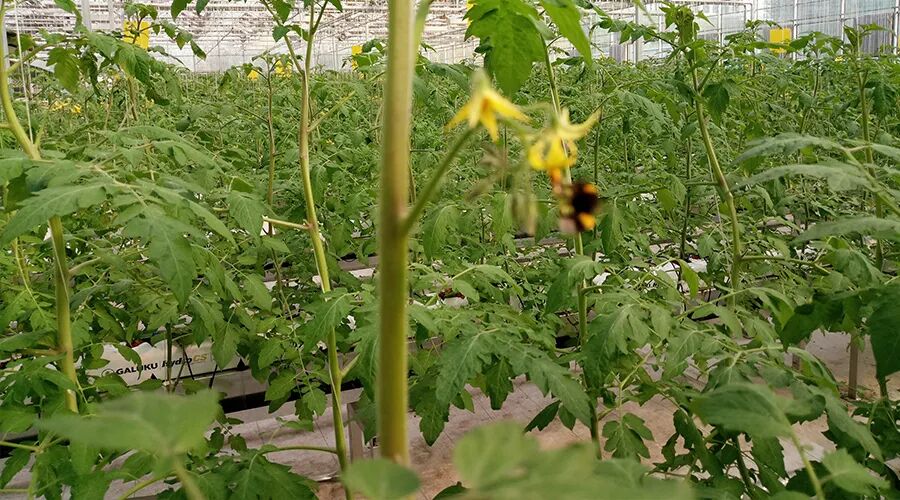 蜂博士,熊蜂,蜂博士熊蜂,蜂博士授粉熊蜂,蜂博士生物防治,授粉熊蜂,番茄熊蜂授粉,草莓熊蜂授粉,蓝莓熊蜂授粉,熊蜂厂家