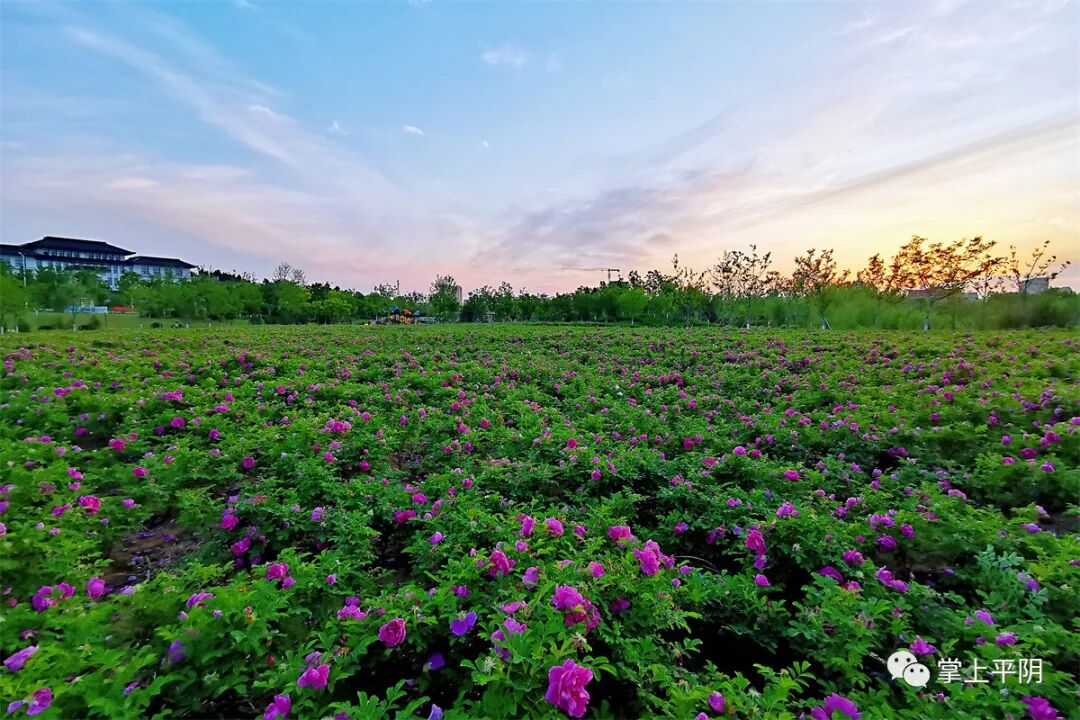 惠农为本勾勒最美平阴红玫瑰