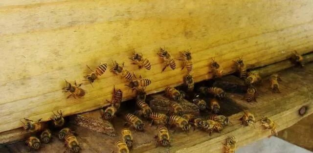 蜜蜂夏天怎么管？如何做好采蜜前期准备的工作