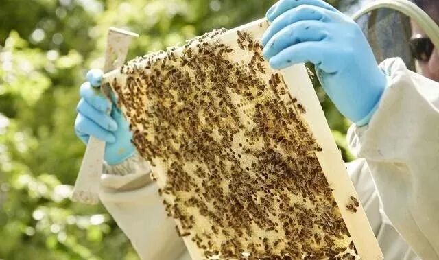 蜜蜂夏天怎么管？如何做好采蜜前期准备的工作