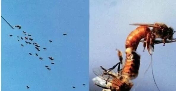 蜜蜂夏天怎么管？如何做好采蜜前期准备的工作