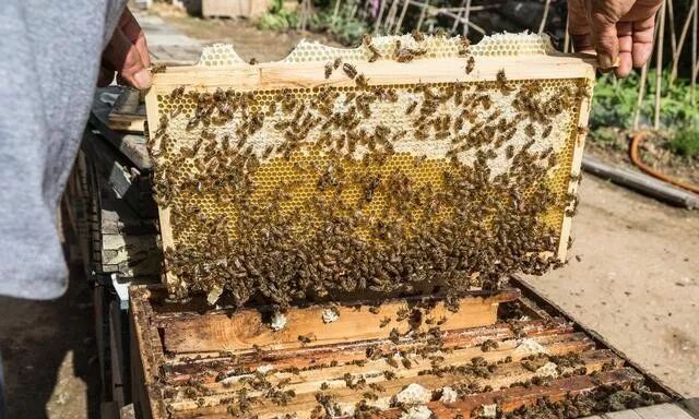 蜜蜂夏天怎么管？如何做好采蜜前期准备的工作