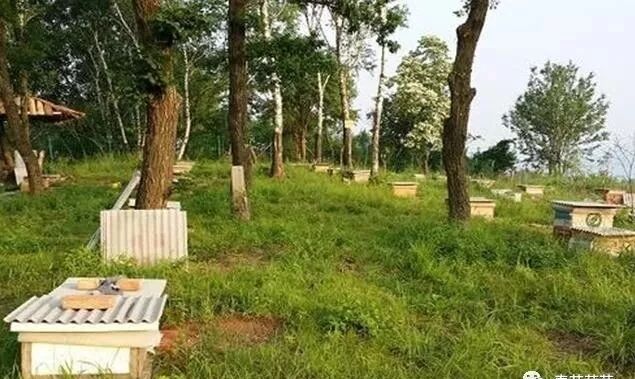 蜜蜂夏天怎么管？如何做好采蜜前期准备的工作