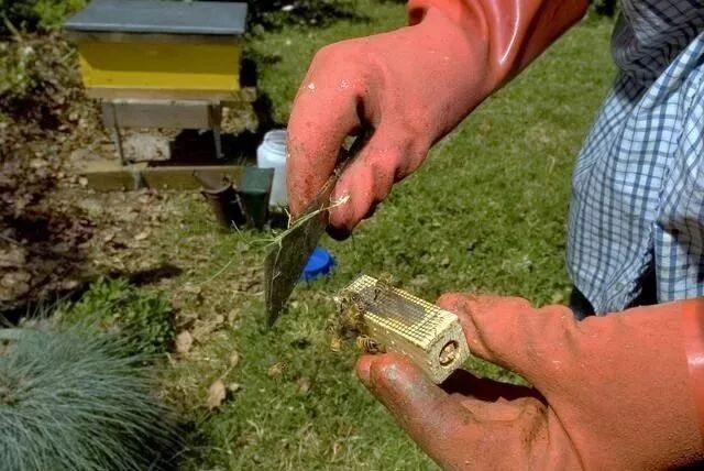 蜜蜂夏天怎么管？如何做好采蜜前期准备的工作