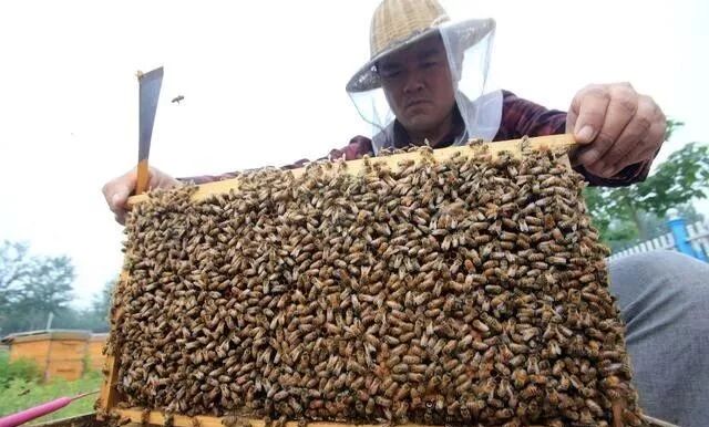 蜜蜂夏天怎么管？如何做好采蜜前期准备的工作