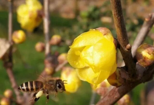 蜜蜂夏天怎么管？如何做好采蜜前期准备的工作