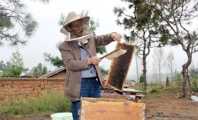 蜜蜂夏天怎么管？如何做好采蜜前期准备的工作