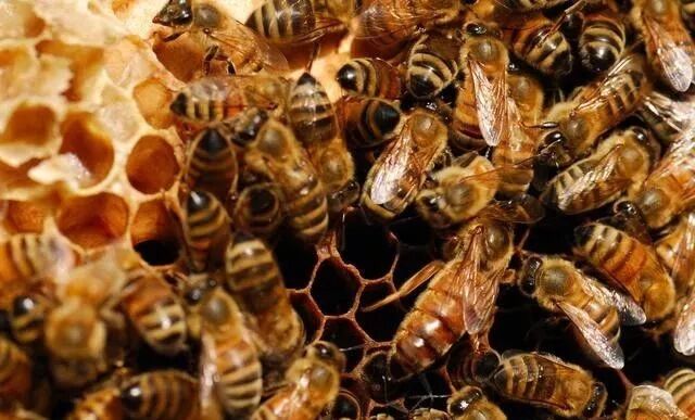 蜜蜂夏天怎么管？如何做好采蜜前期准备的工作