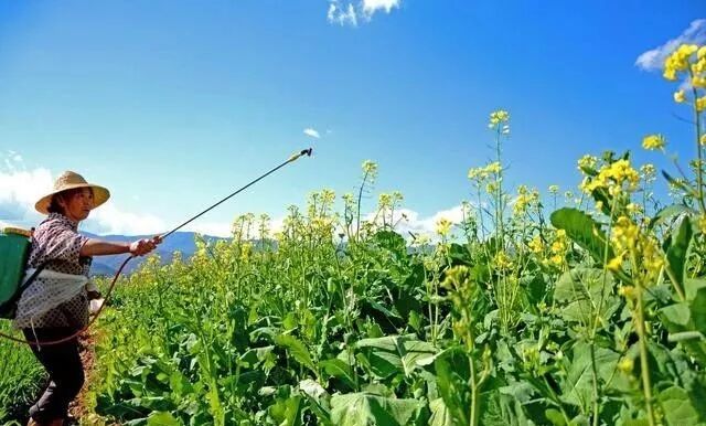 蜜蜂夏天怎么管？如何做好采蜜前期准备的工作