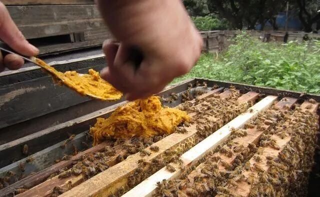 蜜蜂夏天怎么管？如何做好采蜜前期准备的工作