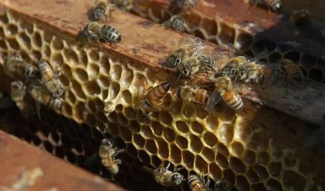 蜜蜂夏天怎么管？如何做好采蜜前期准备的工作