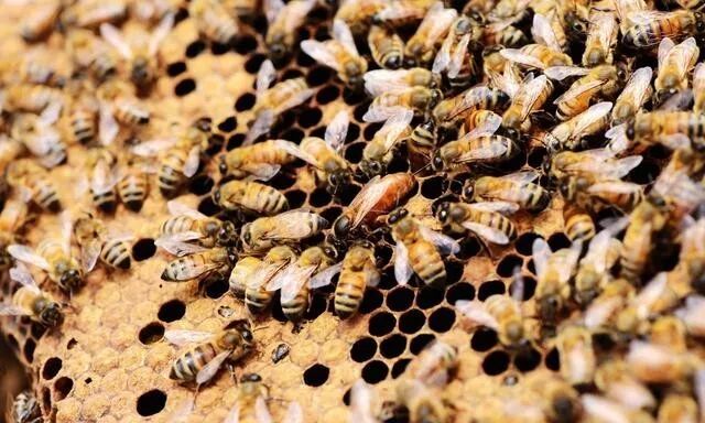 蜜蜂夏天怎么管？如何做好采蜜前期准备的工作