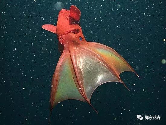 海洋生物 | 在人类看不到的地方,随便长长!