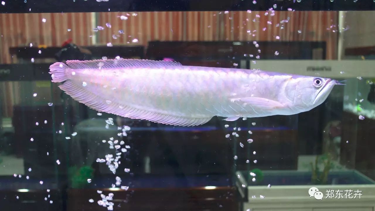 银龙鱼常见的九种疾病|平潭特种水产养殖交流组