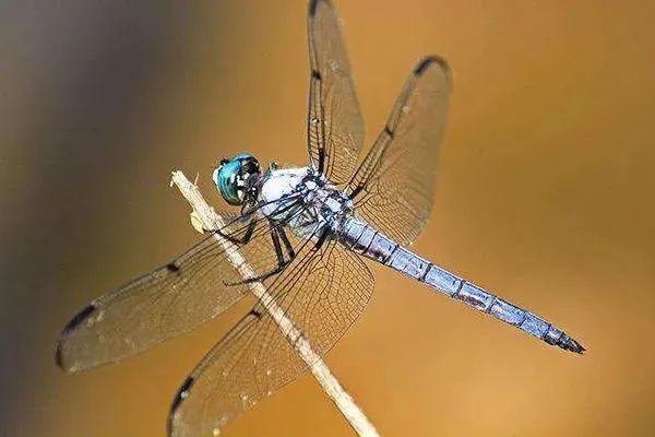 共振、涡振、颤振、抖振、喘振、驰振、涡街都是什么意思？的图3