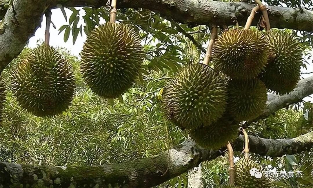 榴莲上市的月份_榴莲几月份成熟上市_榴莲成熟上市月份是几月