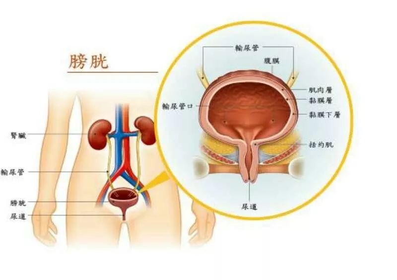 帶你一起了解膀胱的基本知識