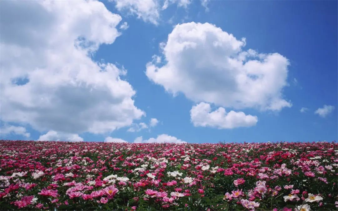 徐志摩花开花落_徐志摩《陌上花开》原文_徐志摩陌上花开朗读视频