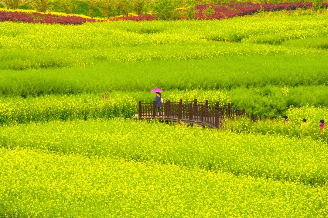 中國最美水上油菜花田，終於藏不住了！距南京不到3h，人民網都點讚！ 旅遊 第21張