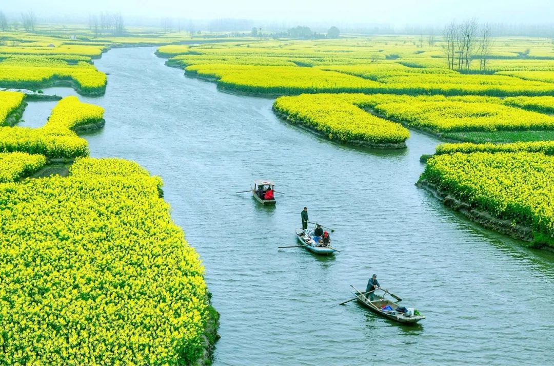 中國最美水上油菜花田，終於藏不住了！距南京不到3h，人民網都點讚！ 旅遊 第10張