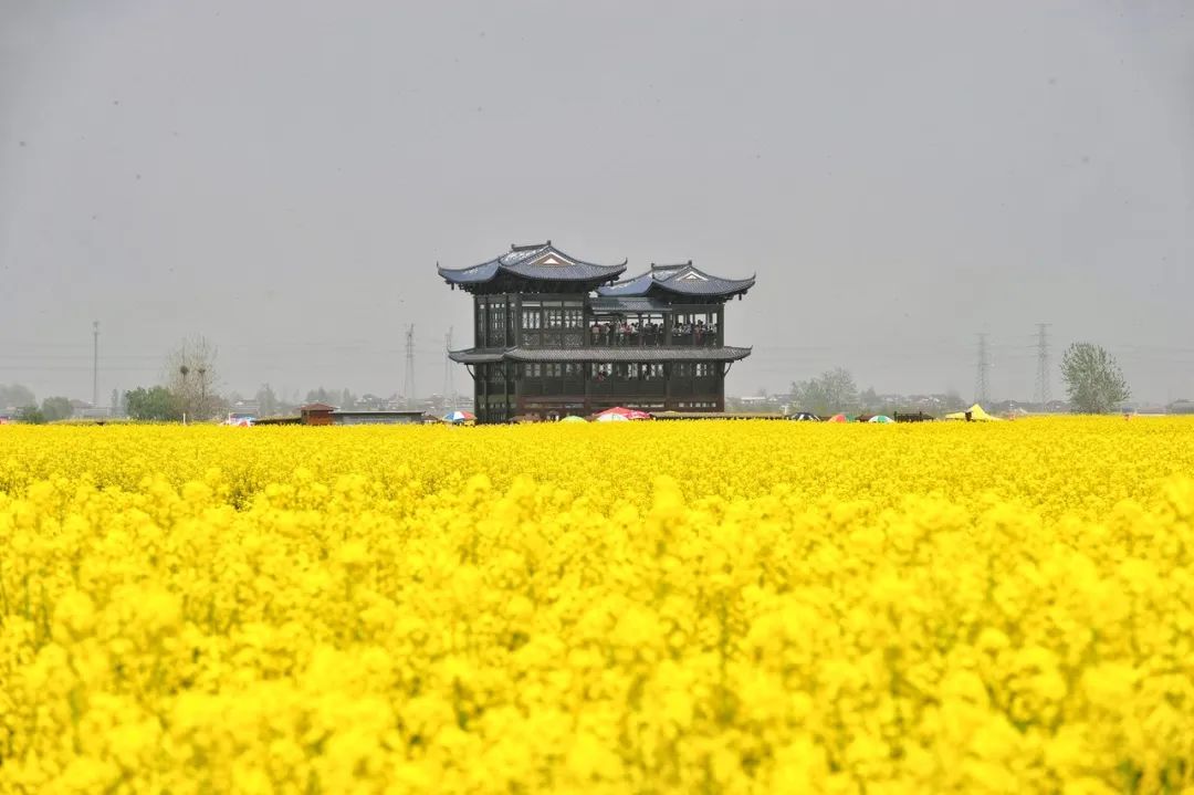 中國最美水上油菜花田，終於藏不住了！距南京不到3h，人民網都點讚！ 旅遊 第20張