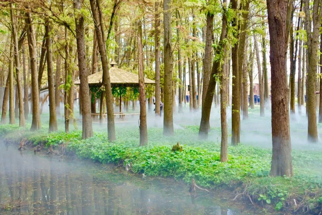 中國最美水上油菜花田，終於藏不住了！距南京不到3h，人民網都點讚！ 旅遊 第27張