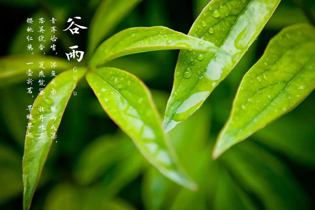 谷雨 | 全民饮茶日，今天你喝茶了吗？