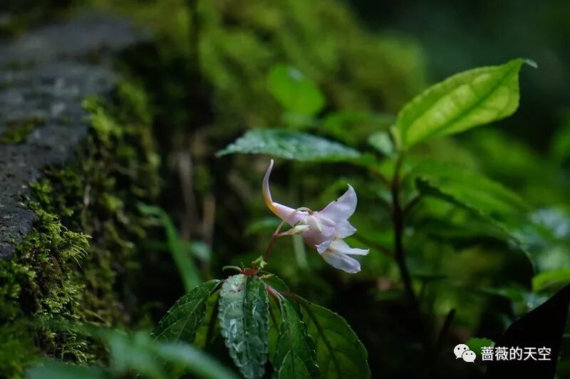 夏花谢了 秋花开了 青城寻 秋 去 自然大讲堂 微信公众号文章阅读 Wemp