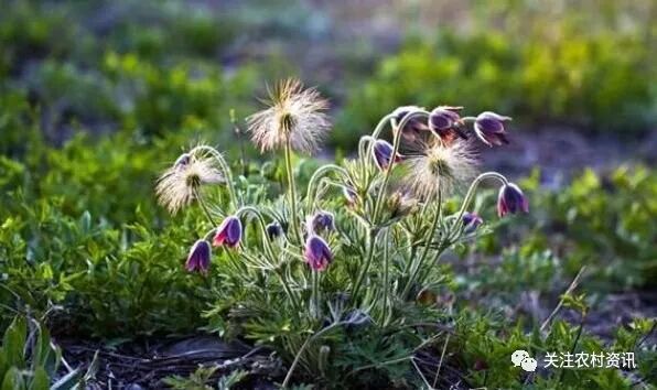 30年前农村随处可见野草，是一种很名贵的药材，现在价值珍贵！