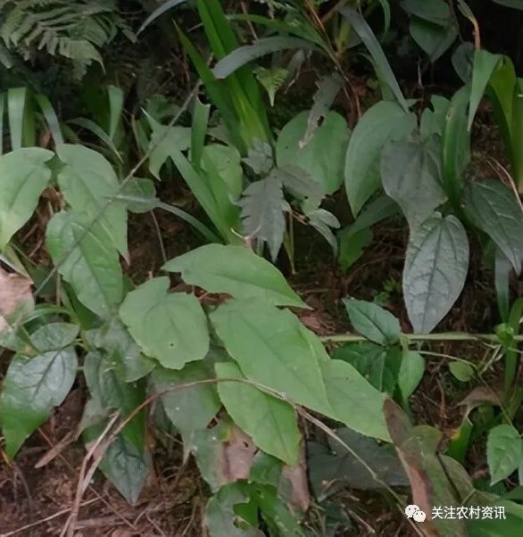 淫羊藿：一种补肾固精的良药，山上常见却少有人认识，可惜了！