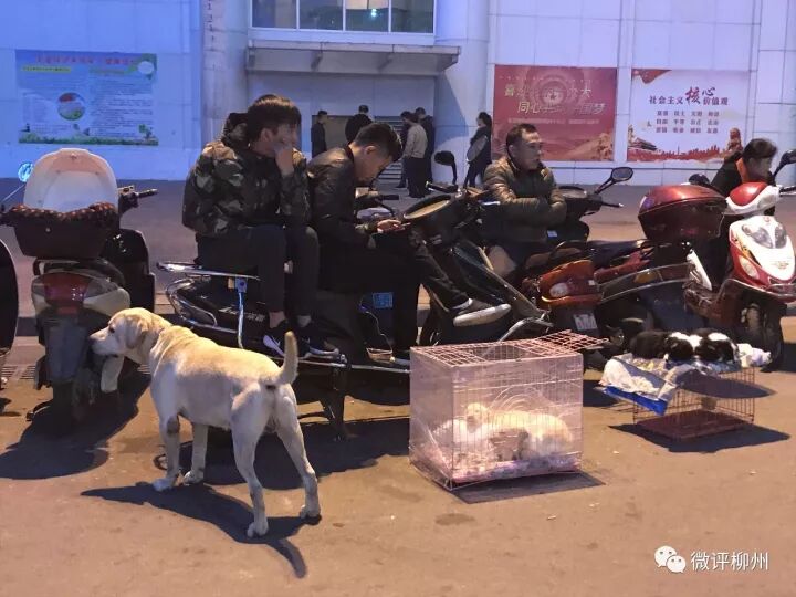 微评柳州 自由微信 Freewechat