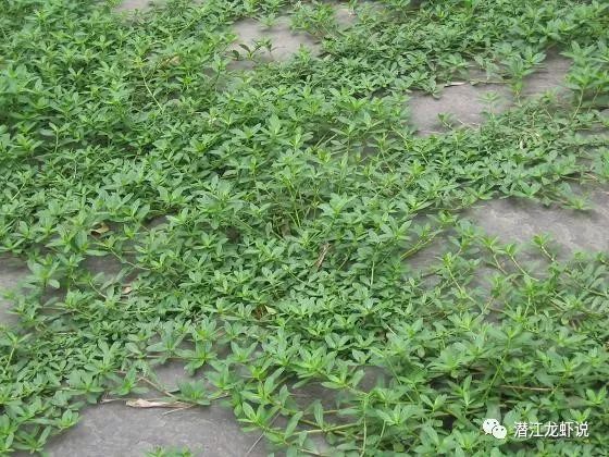 养龙虾用什么草养最好 养龙虾用什么草养最好呢