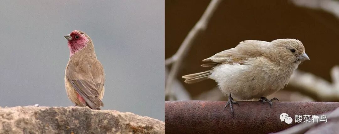 朱雀類的判別 酸菜看鳥 微文庫