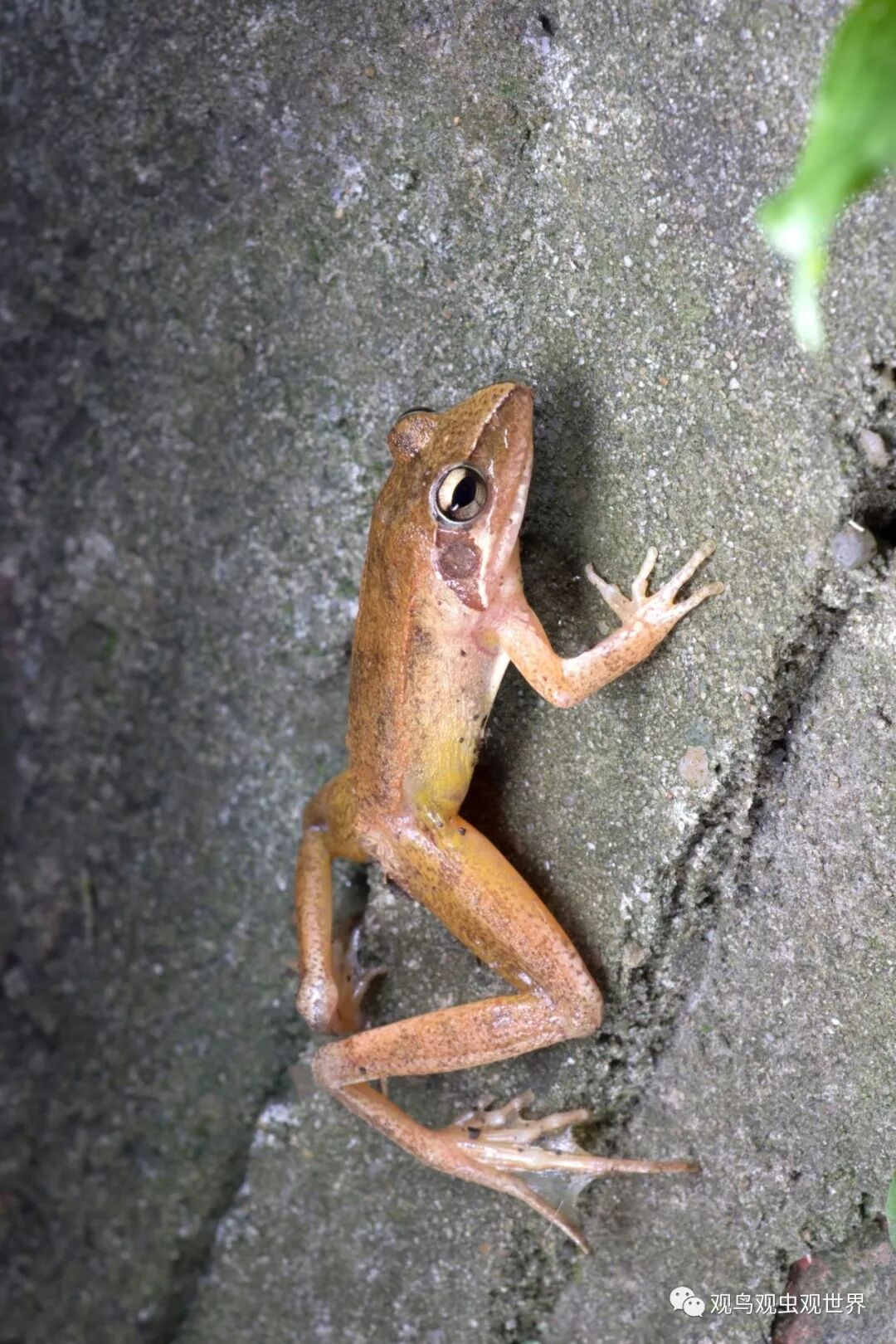 五月夜觀 蟲蛙為主 酸菜看鳥 微文庫
