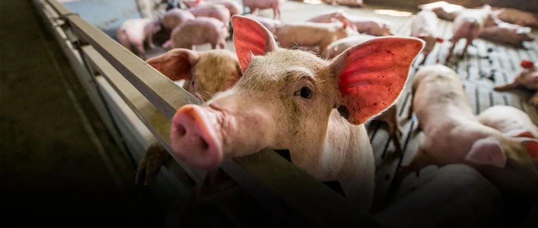 有养殖户养了头猪亏了900元！猪肉价格还会跌吗？