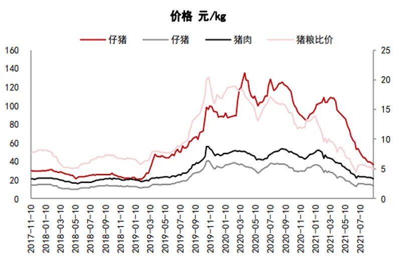 生猪价格每公斤跌破15元养猪企业控成本还有多少空间