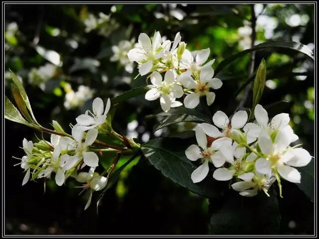 花团锦簇十分喜人 想要将车轮梅养好 注意这四点就可以 家庭养花小百科 微信公众号文章阅读 Wemp