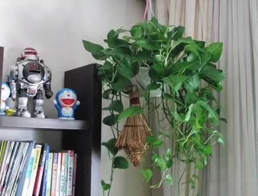 绿萝可以晒太阳吗_晒太阳绿萝可以晒太阳吗_绿萝能晒太阳