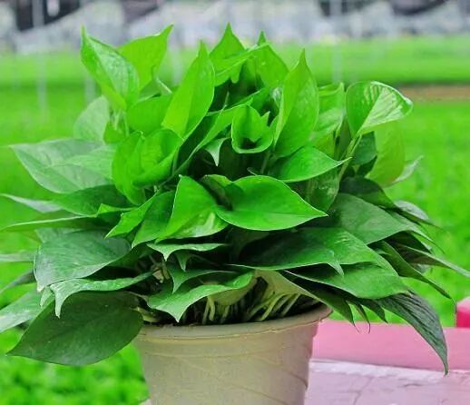 绿萝能晒太阳_绿萝可以晒太阳吗_晒太阳绿萝可以晒太阳吗